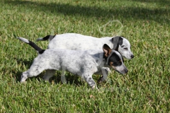 Australian Heeler