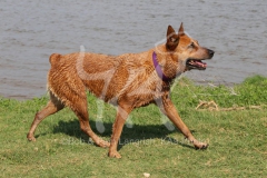 Australian Heeler