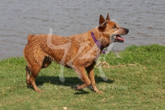 Australian Heeler