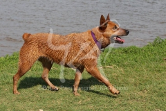 Australian Heeler