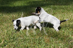 Australian Heeler