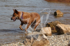 Australian Heeler