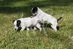 Australian Heeler