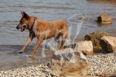 Australian Heeler