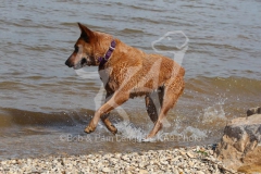 Australian Heeler