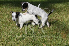 Australian Heeler