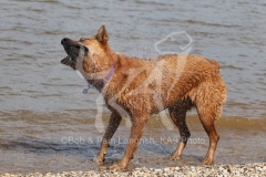 Australian Heeler