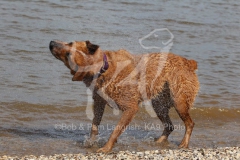 Australian Heeler