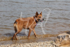 Australian Heeler