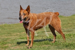 Australian Heeler