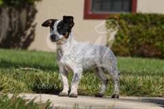 Australian Heeler