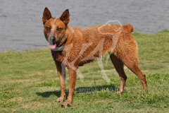 Australian Heeler