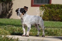 Australian Heeler