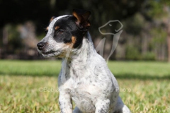 Australian Heeler