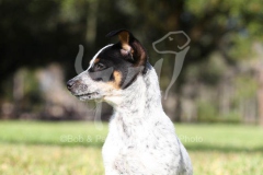 Australian Heeler