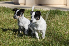 Australian Heeler