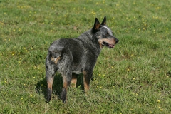 Australian Heeler