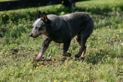 Australian Heeler