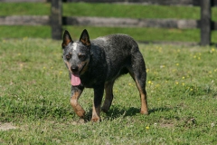 Australian Heeler