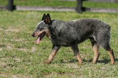 Australian Heeler