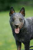 Australian Heeler