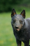 Australian Heeler