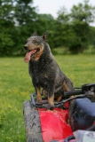 Australian Heeler