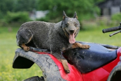 Australian Heeler