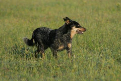 Australian Heeler