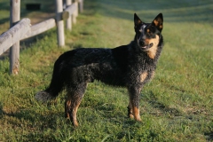 Australian Heeler