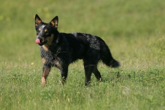 Australian Heeler