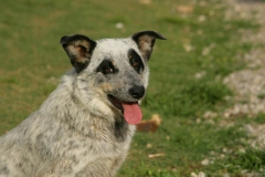 Australian Heeler