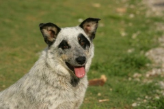 Australian Heeler