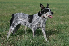 Australian Heeler