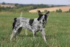 Australian Heeler