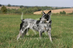 Australian Heeler