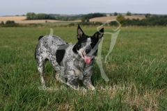 Australian Heeler