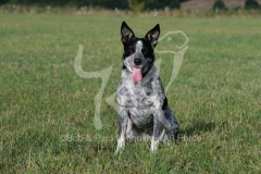 Australian Heeler