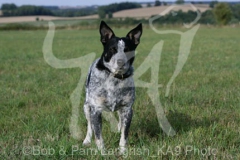 Australian Heeler