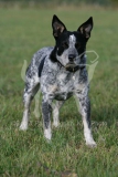 Australian Heeler