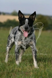 Australian Heeler