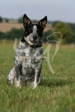 Australian Heeler