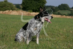 Australian Heeler