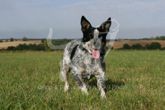 Australian Heeler