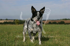 Australian Heeler