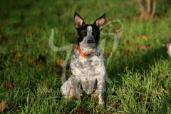 Australian Heeler