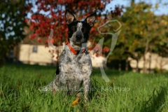 Australian Heeler