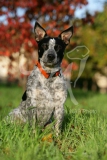 Australian Heeler