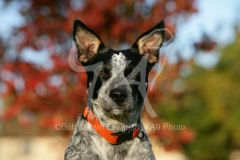 Australian Heeler