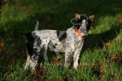 Australian Heeler